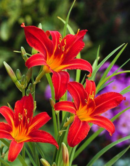 Hemerocallis 'Sammy Russell' / Daglelie P9 pot, Ophalen of Verzenden, Vaste plant, Overige soorten, Volle zon