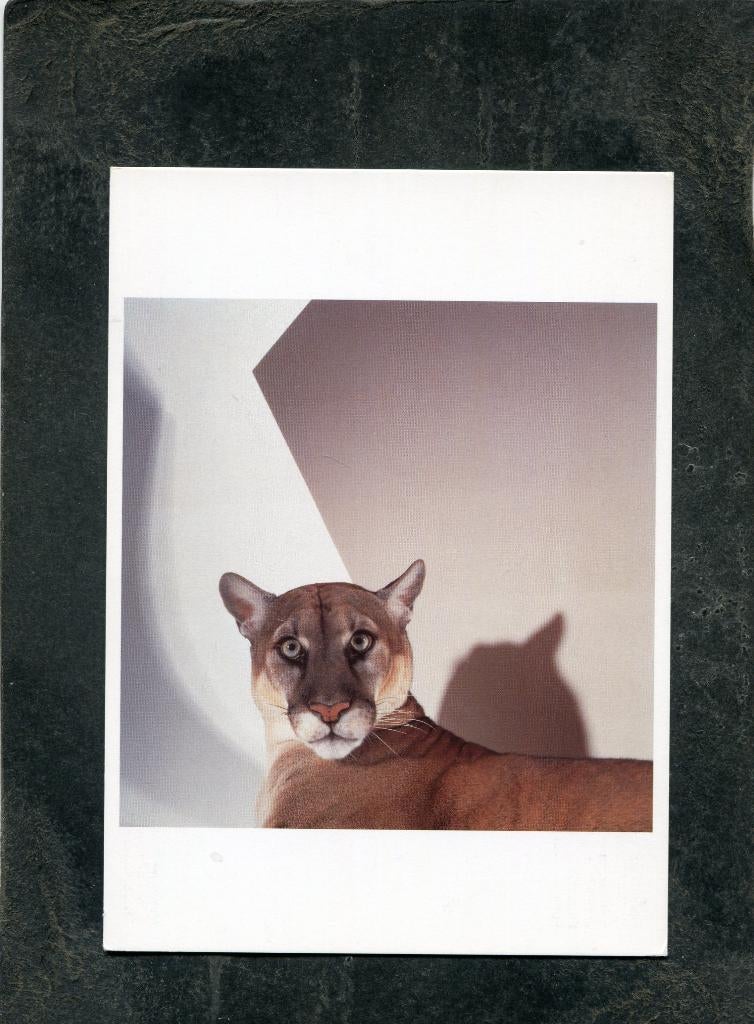 Ansicht James Balog - Florida Panther, Verzenden, 1980 tot heden, Ongelopen, Overige thema's