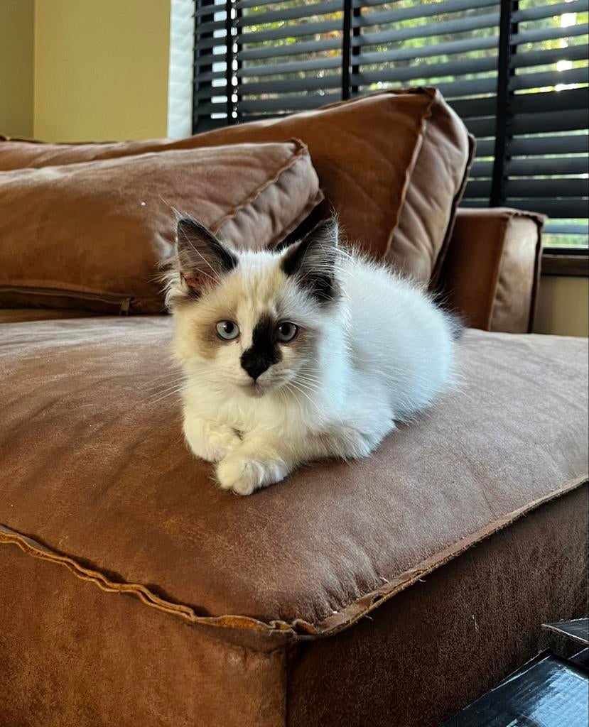 Unieke Ragdoll kittens, bicolour, klaar voor warm thuis, Meerdere dieren, Ontwormd