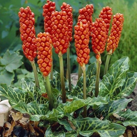 TK:Italiaanse Aronskelk BLIKVANGER:blad bloem bes.10 v 17.95, Tuin en Terras, Vaste plant, Halfschaduw, Lente, Ophalen