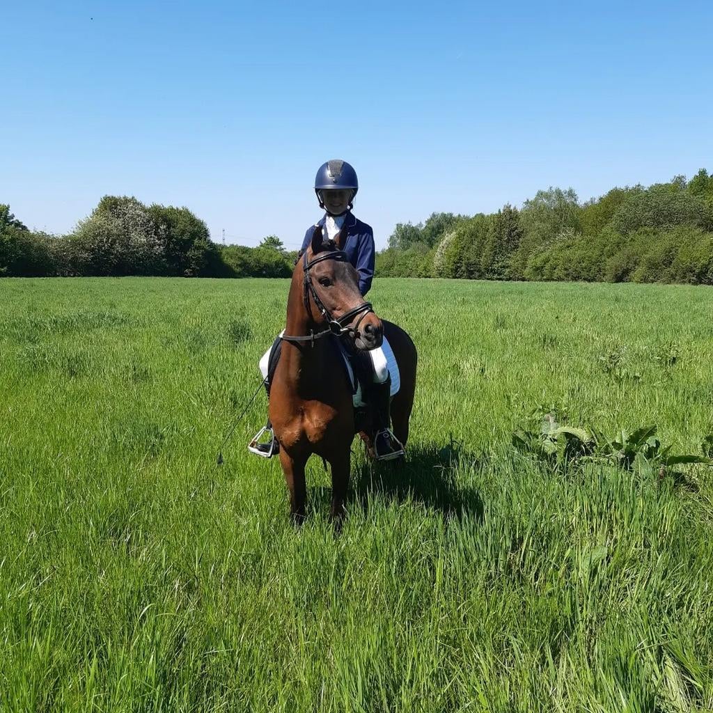 Drie mooie newforest hengsten ter dekking aangeboden, Hengst