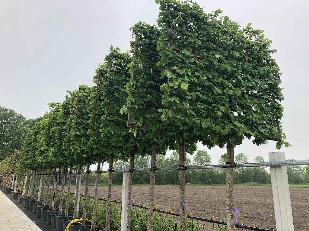 Lei Parrotia, Perzisch IJzerhout, een exclusieve leiboom, Leiboom, Winter, 250 tot 400 cm, Ophalen