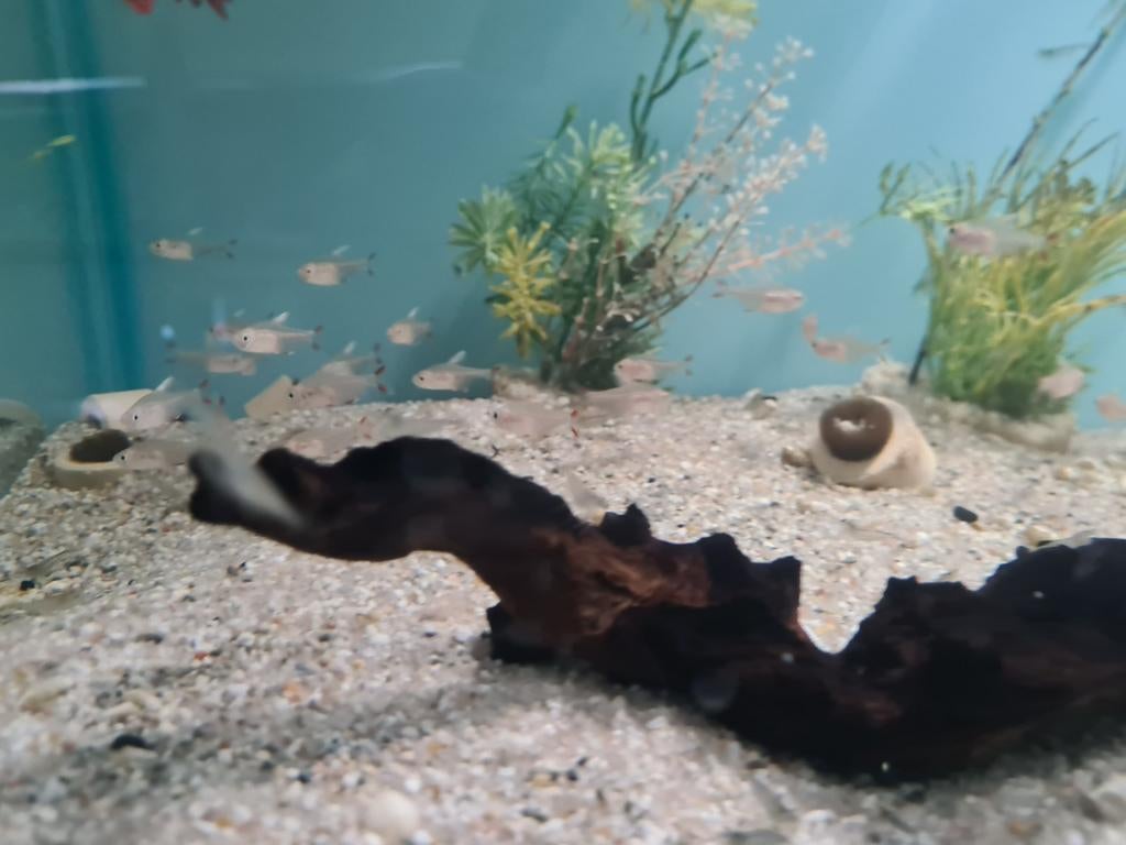 Hyphessobrycon Bentosi White Fin Tetra, Dieren en Toebehoren, Vissen | Aquariumvissen, Vis, Zoetwatervis