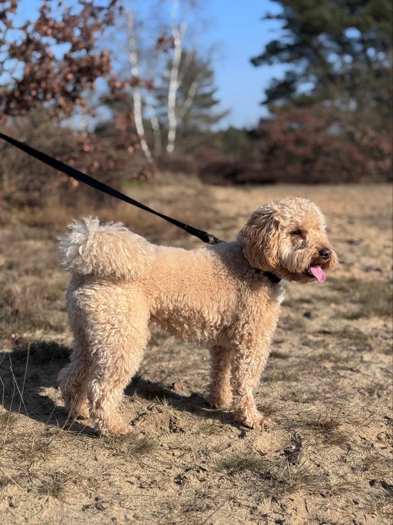 Dekreu Labradoodle mini (volledig getest), Dieren en Toebehoren, Honden | Dekreuen, Parvo, Reu, Eén hond, 3 tot 5 jaar