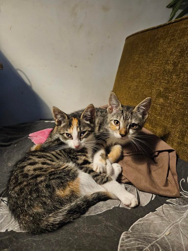 leuke kittens, Dieren en Toebehoren, Katten en Kittens | Overige Katten, Poes