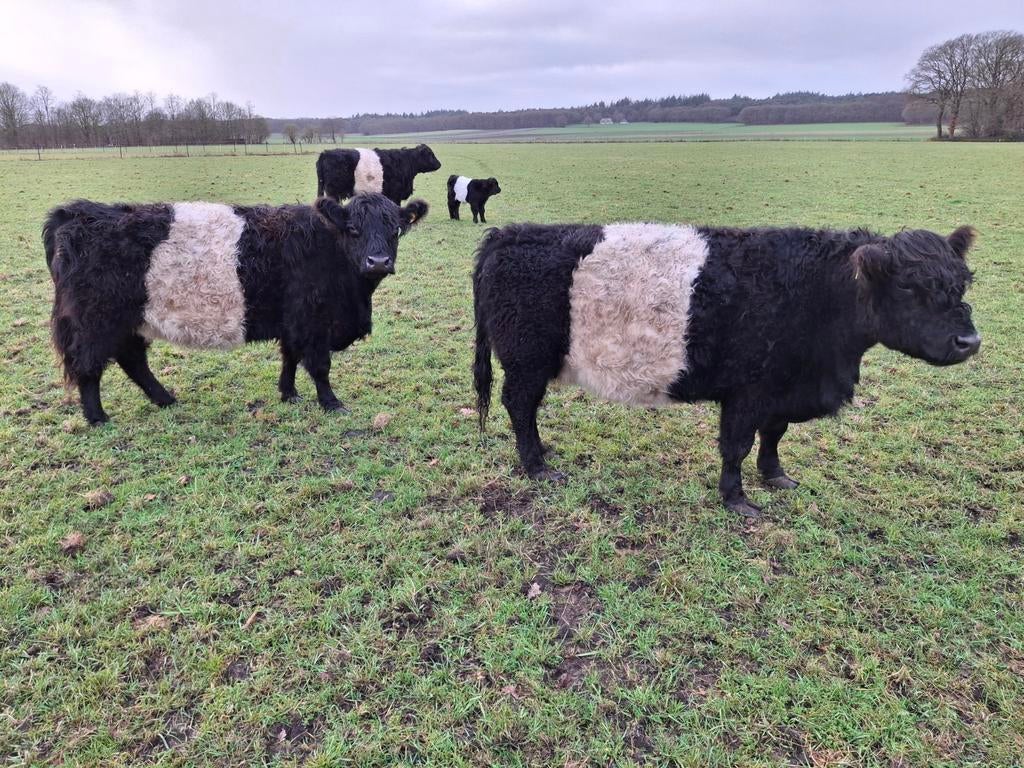 Mooie koppel Belted Galloway koeien met kalf., Dieren en Toebehoren, Meerdere dieren