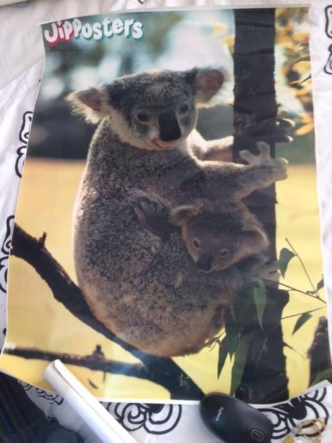 koala beer dieren poster uit de jippo 17 april 1982, Verzamelen, Ophalen of Verzenden, Gebruikt, A1 t/m A3, Dier of Natuur