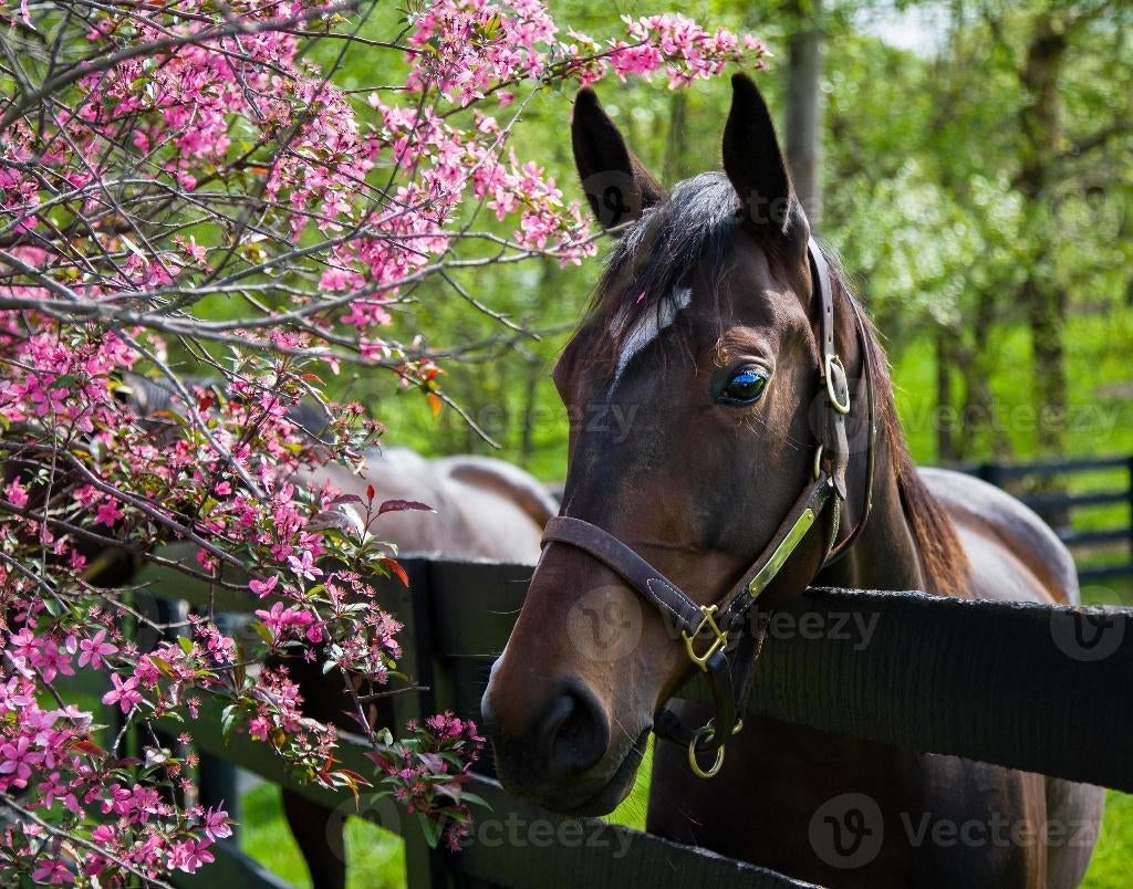 verzorgpaard/pony gezocht, Dieren en Toebehoren, Paarden en Pony's | Overige Paardenspullen, Ophalen, Nieuw, Overige soorten