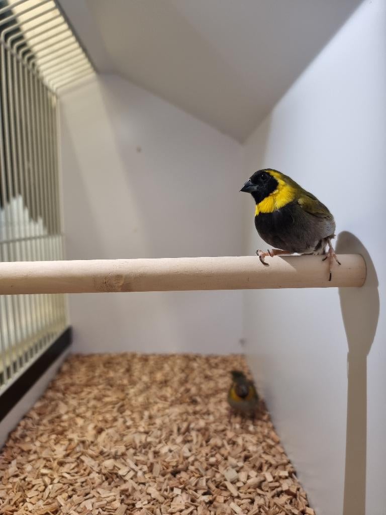 Cubavinken | Verschillende koppels | Passend advies, Dieren en Toebehoren, Pluimvee, Meerdere dieren, Overige soorten