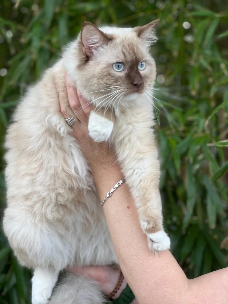 Super mooie dekkater stamboom cinnamon dragend niet te koop, Dieren en Toebehoren, 0 tot 2 jaar