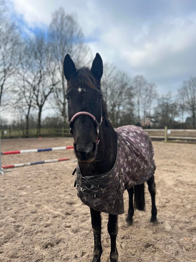 lief weidemaatje/grondwerk/coaching paard te koop!, Dieren en Toebehoren, Merrie, Niet van toepassing, Gechipt, 160 tot 165 cm
