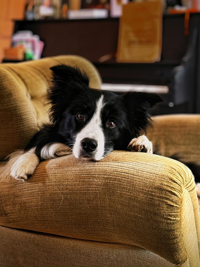Bordercollie Reu ter dekking aangeboden, 6 jaar of ouder, Reu, Parvo, Eén hond