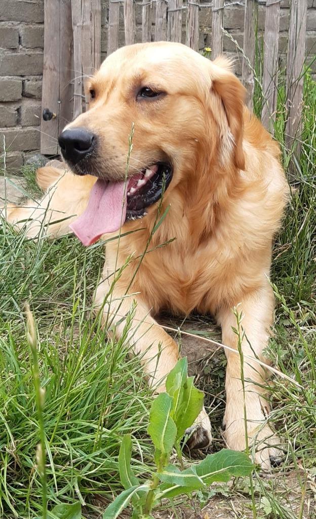 Golden retriever dekreu met stamboom, Dieren en Toebehoren, Nederland, Reu, 1 tot 2 jaar, Parvo