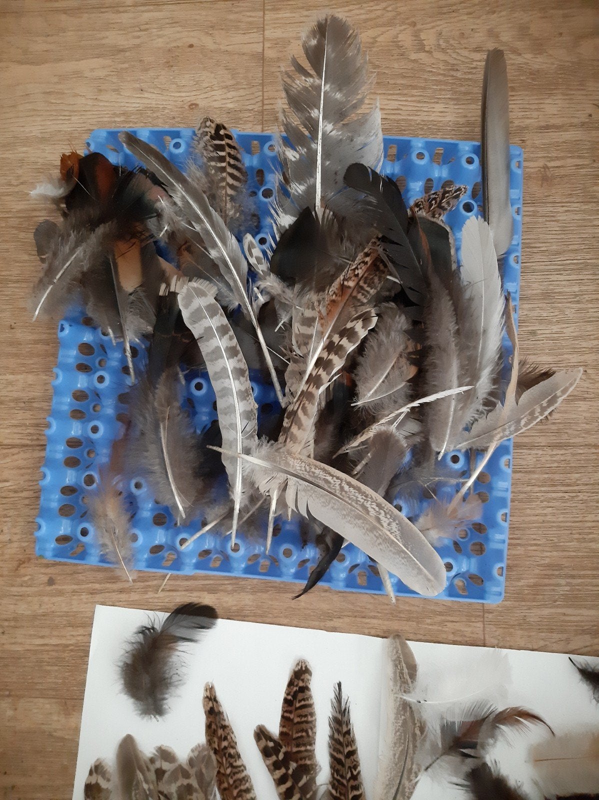 100 veren van Fazant, kalkoen, kip en kwartel, Ophalen of Verzenden