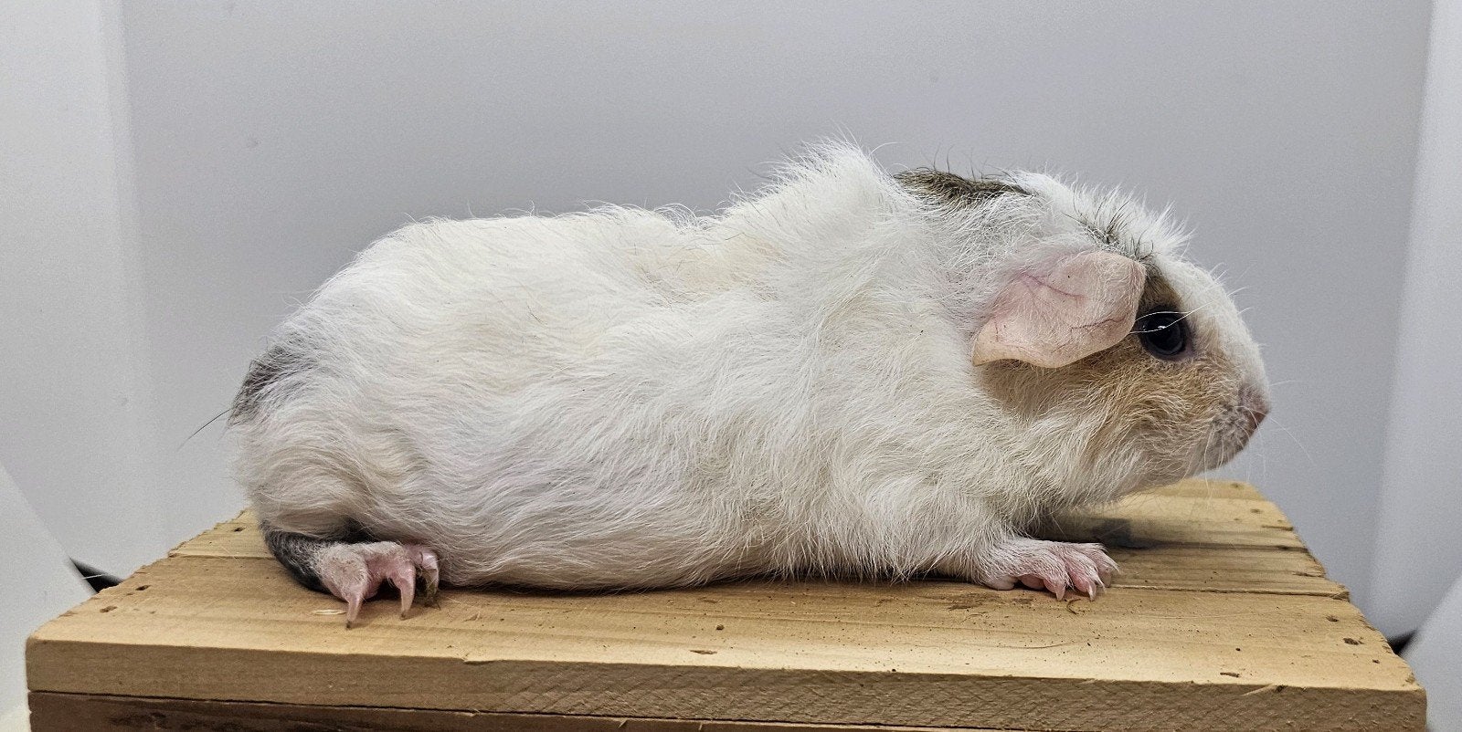 Skinnydrager beertje, Cavia, Juni, Mannelijk, Tam