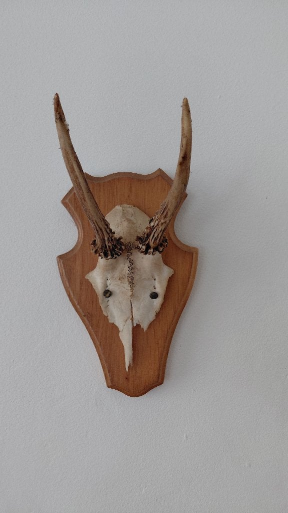 Opgezet reewei op sierlijk schildje, Beige, Hout, Ophalen of Verzenden, Nieuw
