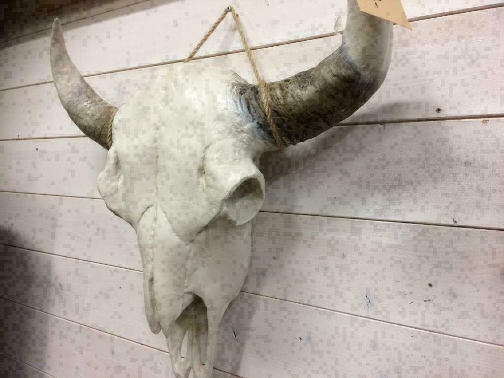 Buffel Skulls met witte of zwarte hoorns ,  Grote aantallen, Ophalen of Verzenden, Nieuw