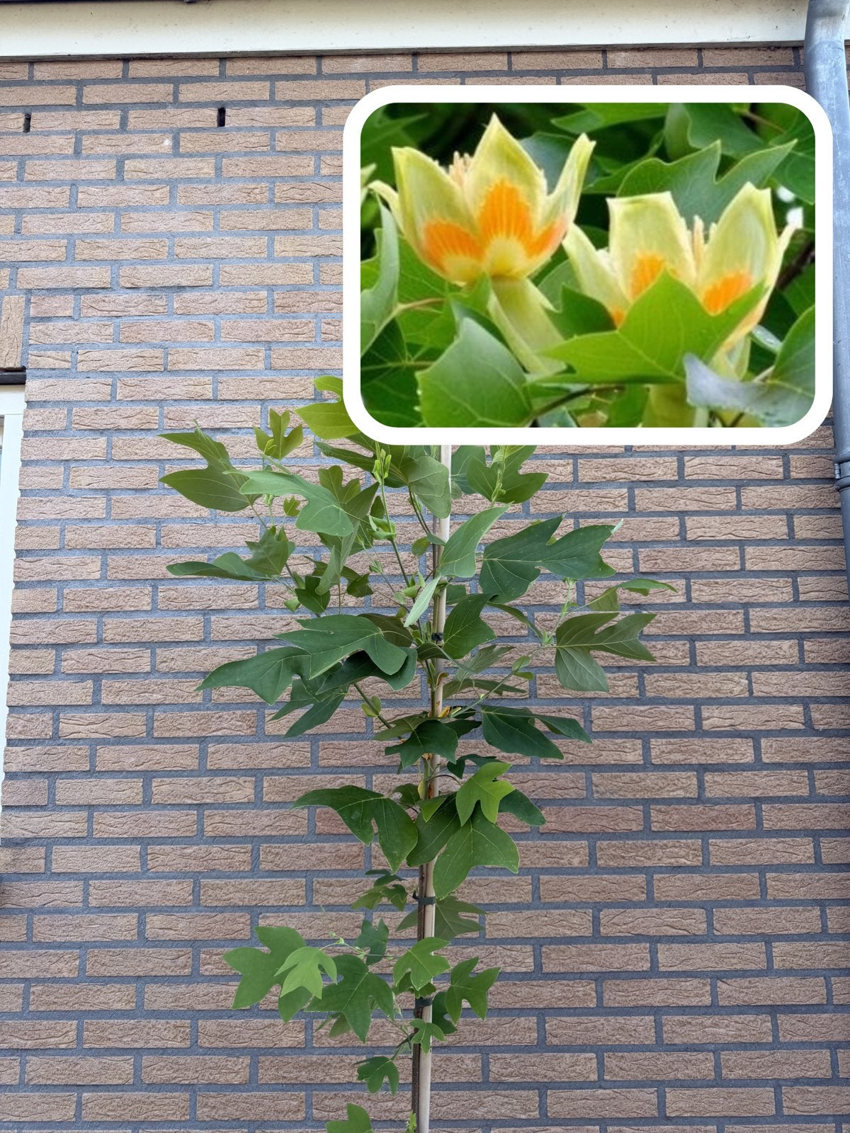 Tulpenboom (Liriodendron tulpifera) 2 meter, Ophalen, Volle zon, Overige soorten