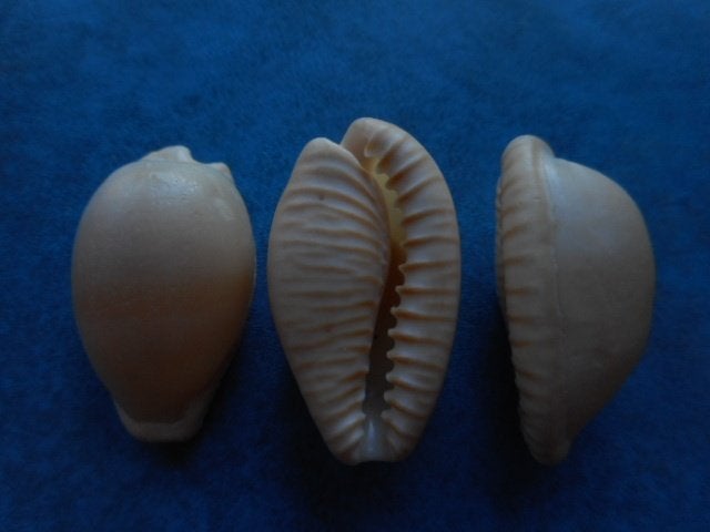 Schelpen: Cypraea fuscodentata Gray strandex. 26-30mm, Verzenden, Schelp(en)