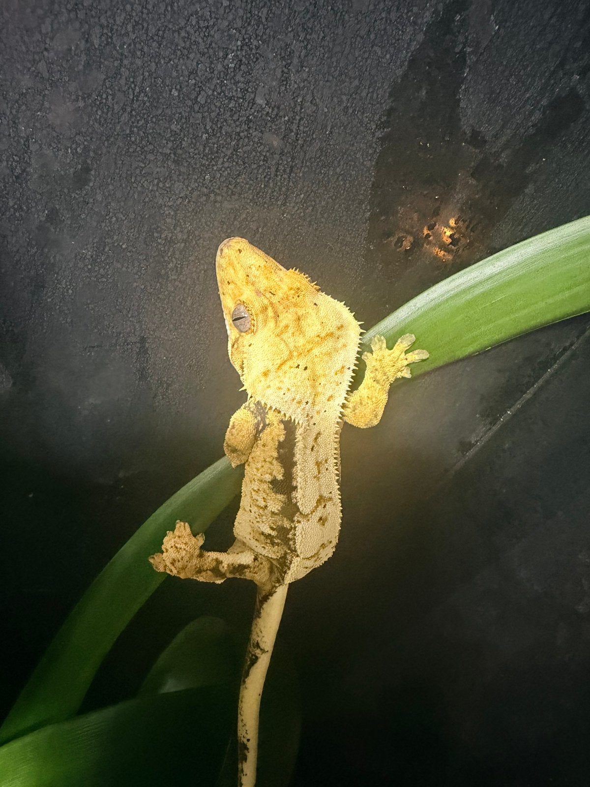 Wimpergekko vrouwtje Crested Gecko photo 4