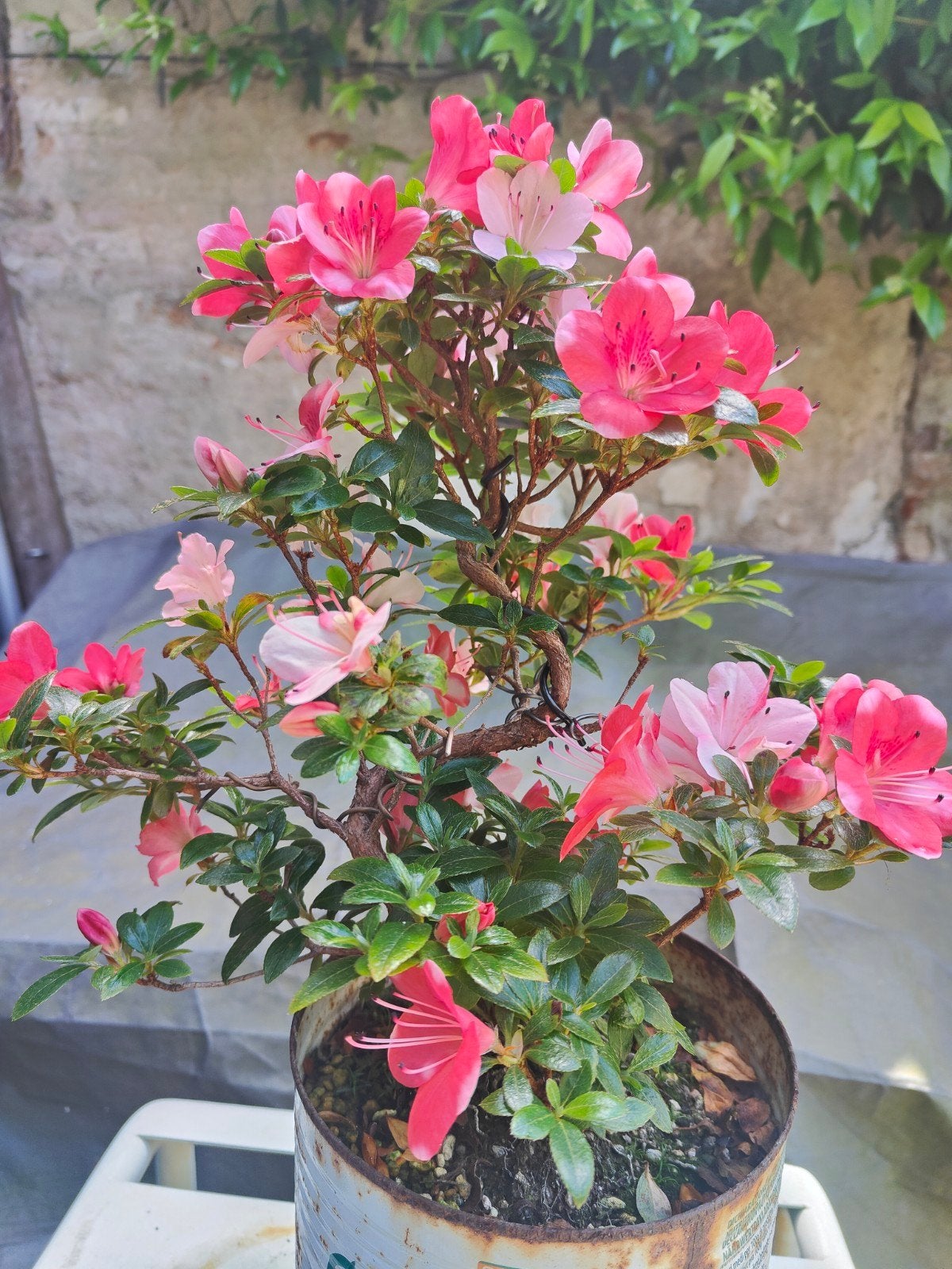 Azalea bonsai met roze bloemen in trainingspot, Ophalen, Overige soorten, Volle zon