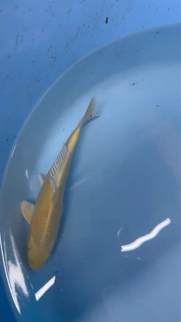 Yamabuki Izumiya Japanse koi veiling, Karper of Koi