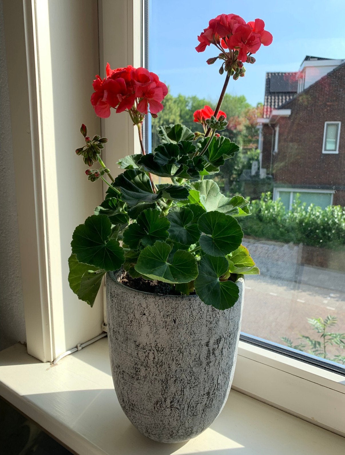 Oranje pelargonium, Ophalen, Overige soorten, Volle zon, Minder dan 100 cm