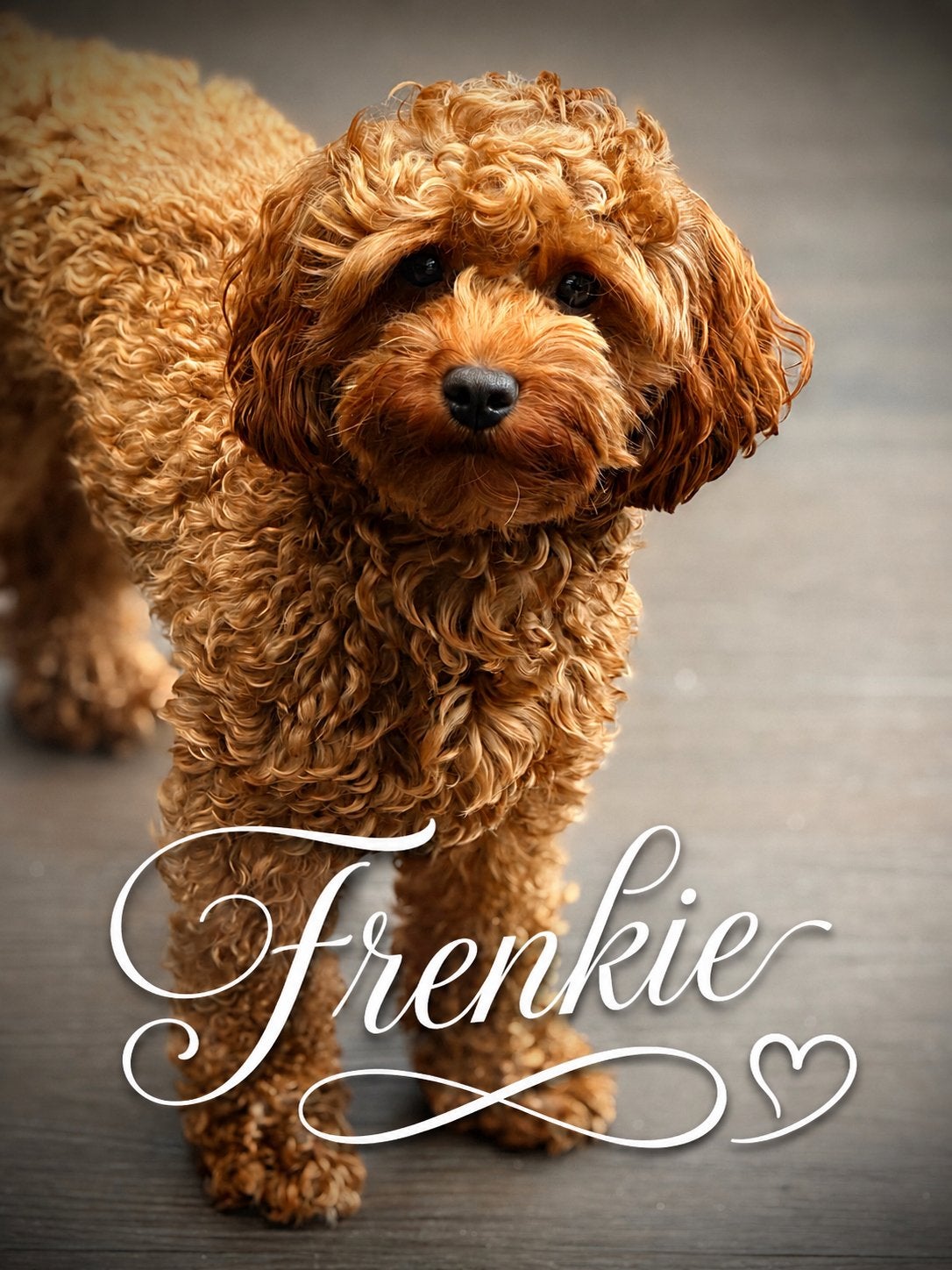 Mini Australian labradoodle, Parvo, Reu, 1 tot 2 jaar, Eén hond