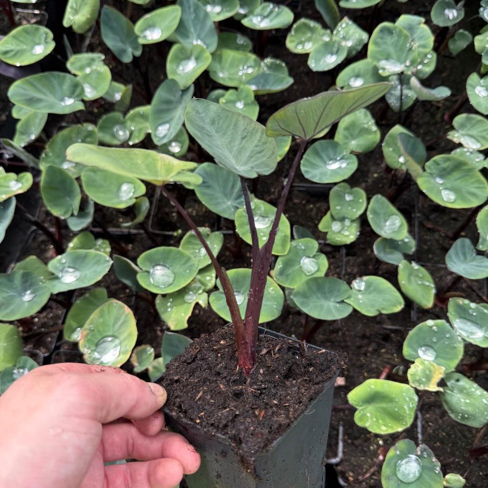 colocasia bikini tini, Tuin en Terras, Planten | Tuinplanten, Ophalen of Verzenden, Eenjarig, Groenteplanten, Volle zon