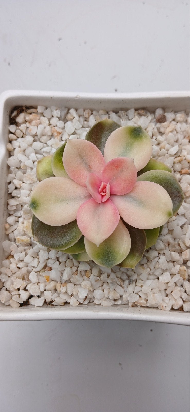 Echeveria Rainbow - Prachtige Succulent, Ophalen of Verzenden