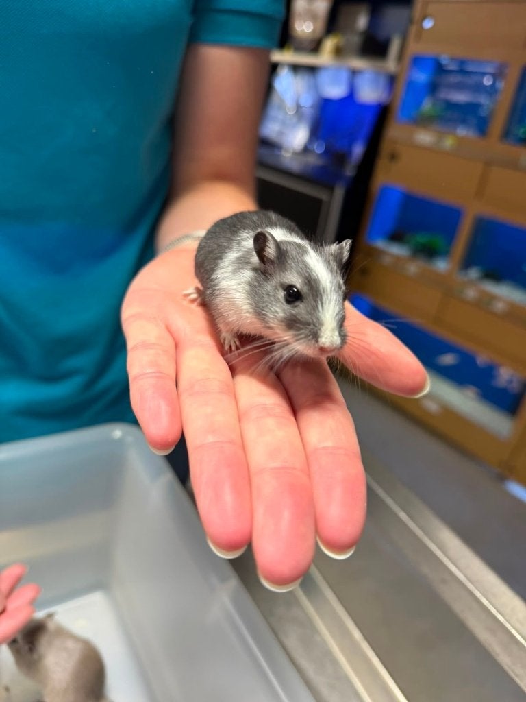 Te koop super lieve jonge leuke gerbils, Mannelijk, Mei, Overige typen, Tam