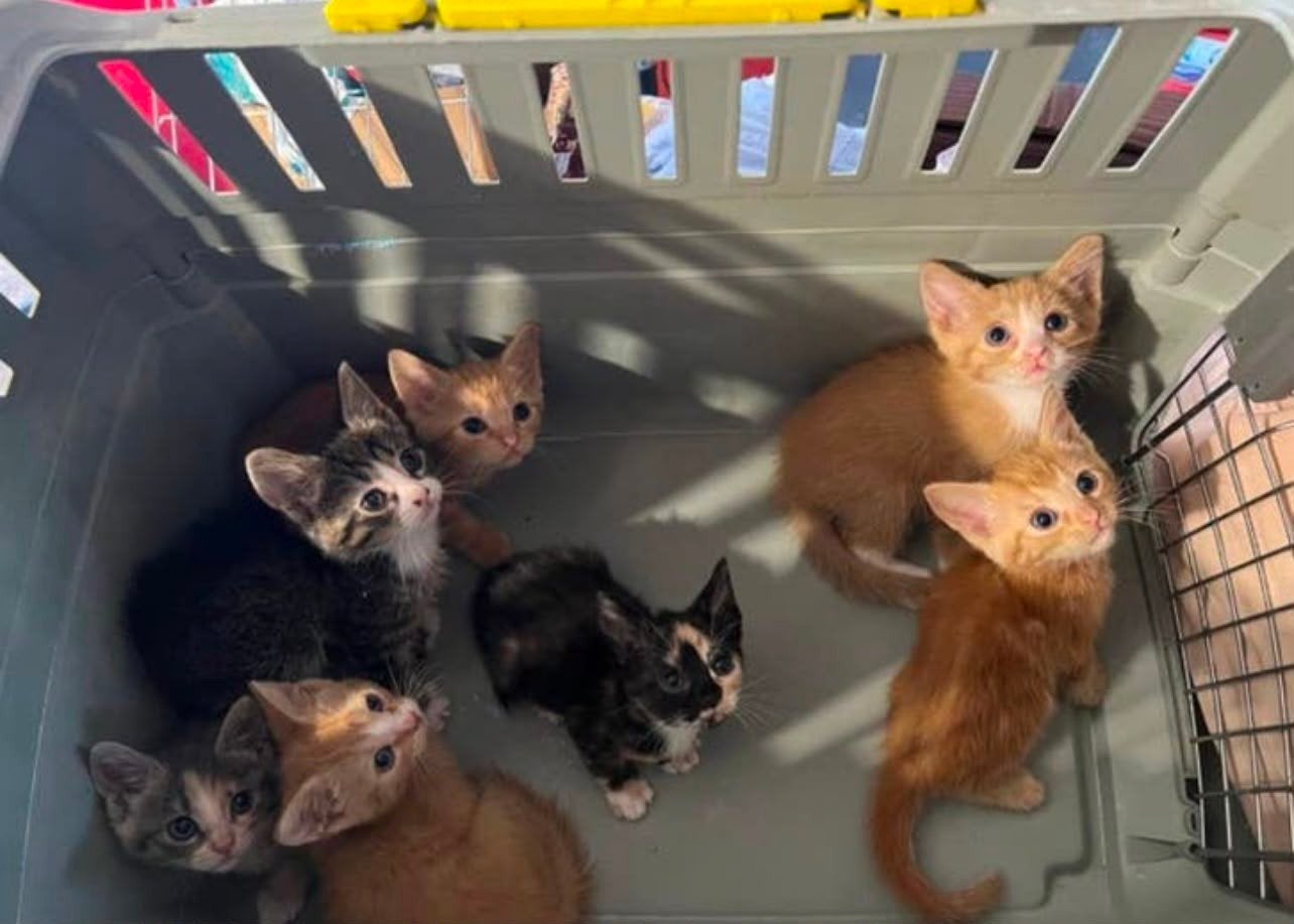 kittens, Dieren en Toebehoren, Meerdere dieren, Ontwormd, 0 tot 2 jaar