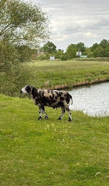 Bok te koop, Mannelijk, Schaap, 3 tot 5 jaar