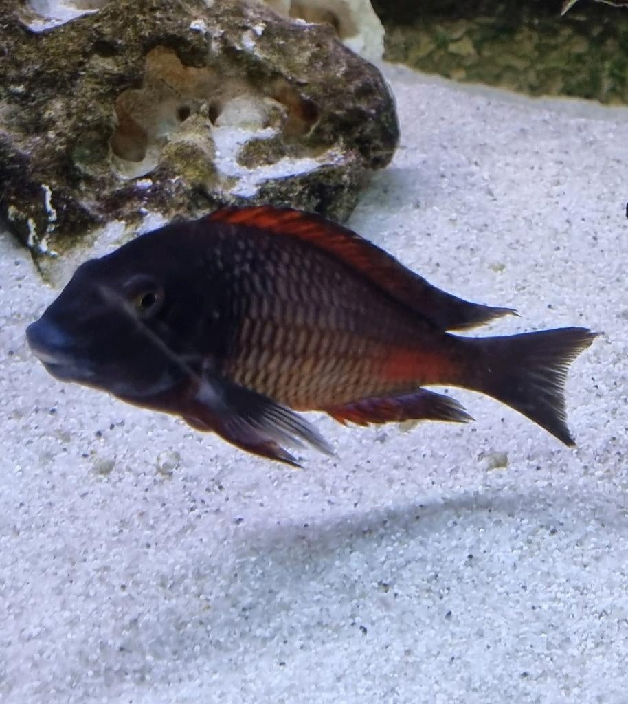 Tropheus Moorii Moliro 10 stuks 150 euro, Dieren en Toebehoren, Vissen | Aquariumvissen, Vis, Zoetwatervis, Schoolvis
