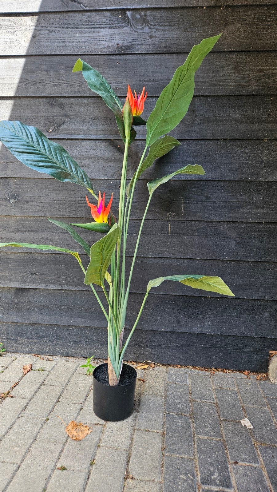Kunstplant Strelitzia als nieuw, Ophalen, Binnen, Groen, Onderhoudsvrij