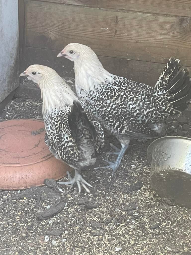 1 trio Groninger Meeuw Citroen Pel van 2026, Dieren en Toebehoren, Pluimvee, Meerdere dieren, Kip