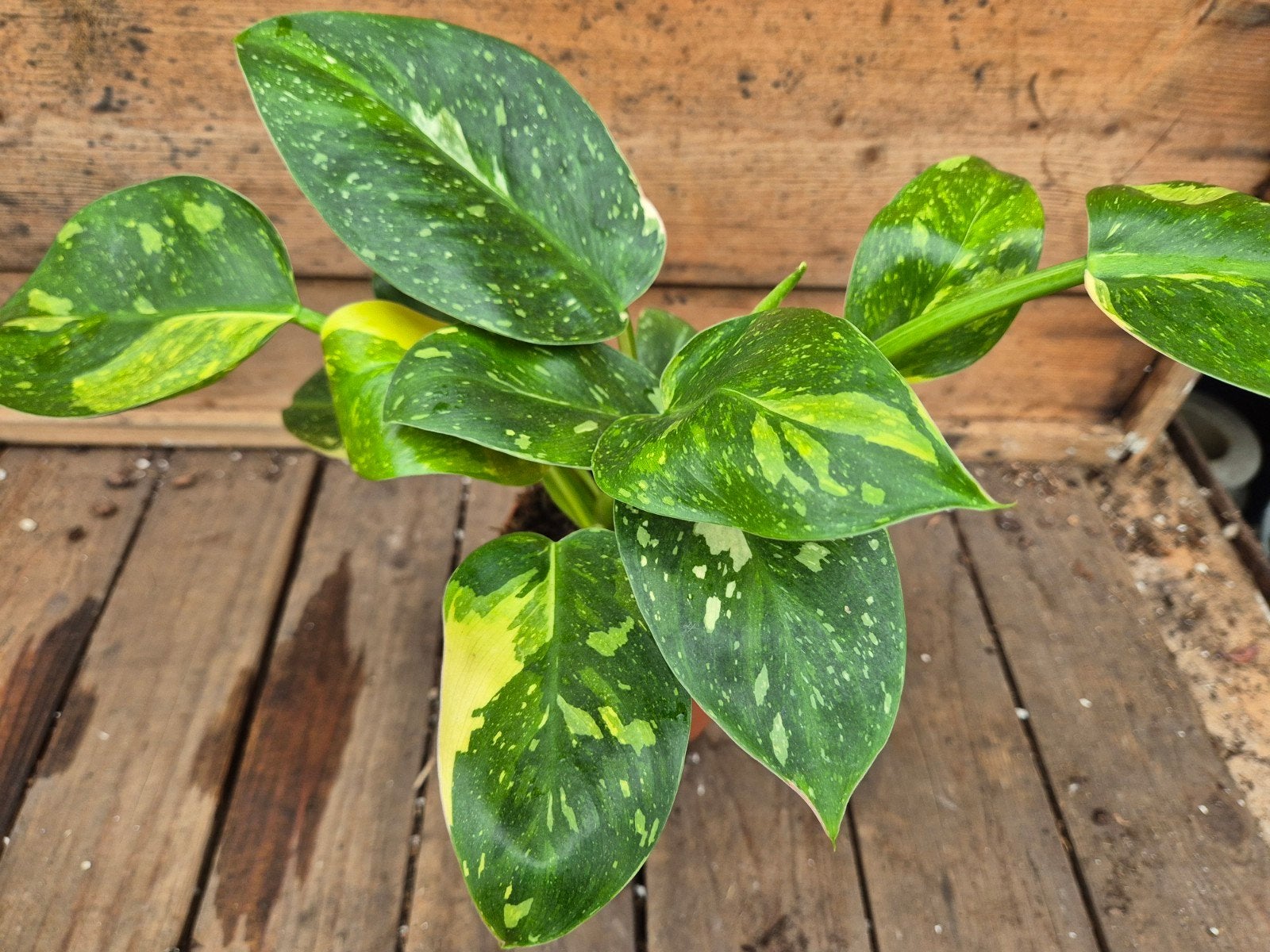 Philodendron Green Congo Variegata p12 (3), Ophalen of Verzenden, Halfschaduw, Minder dan 100 cm