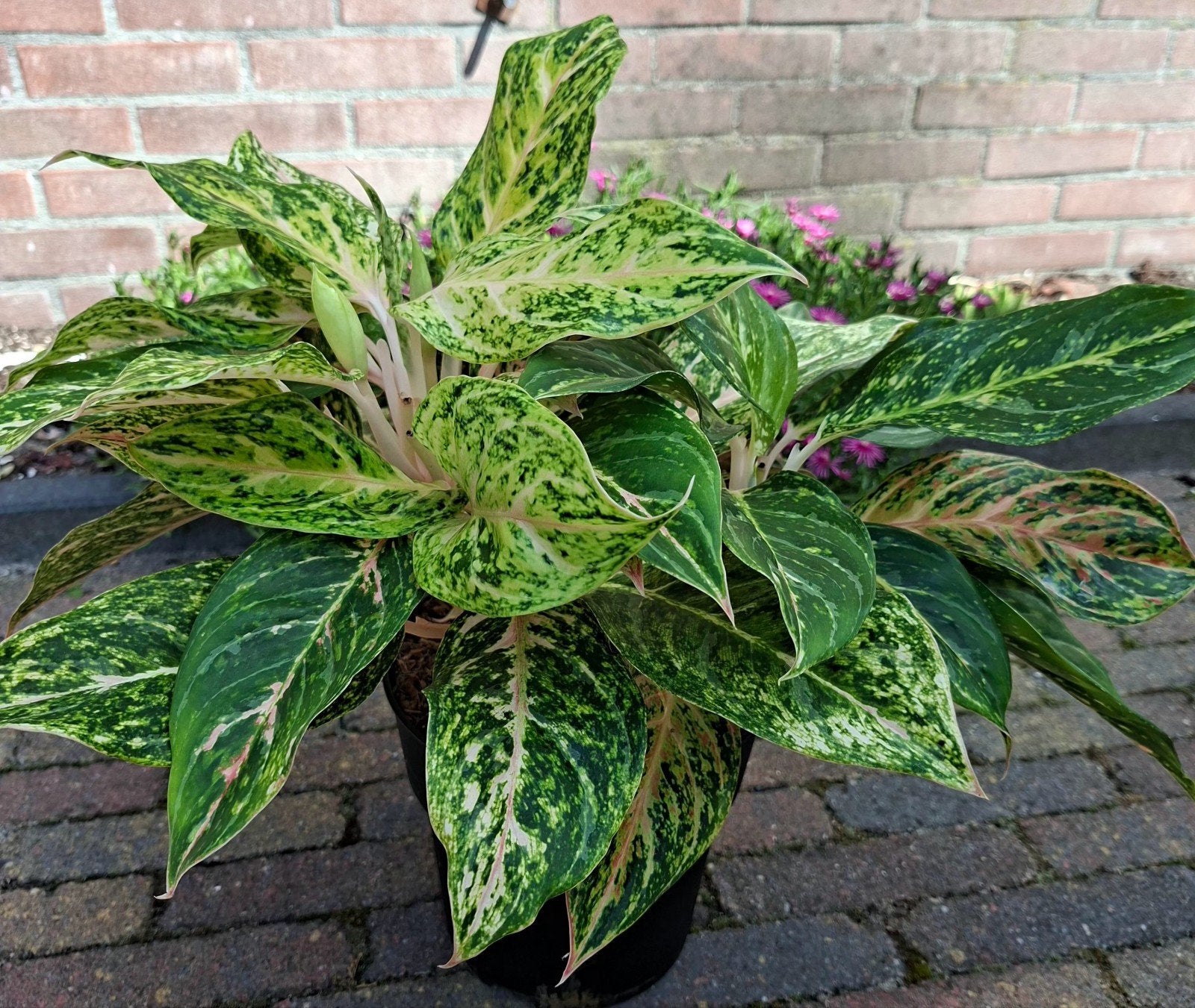 Aglaonema Melon Candy, Ophalen, Halfschaduw, Minder dan 100 cm