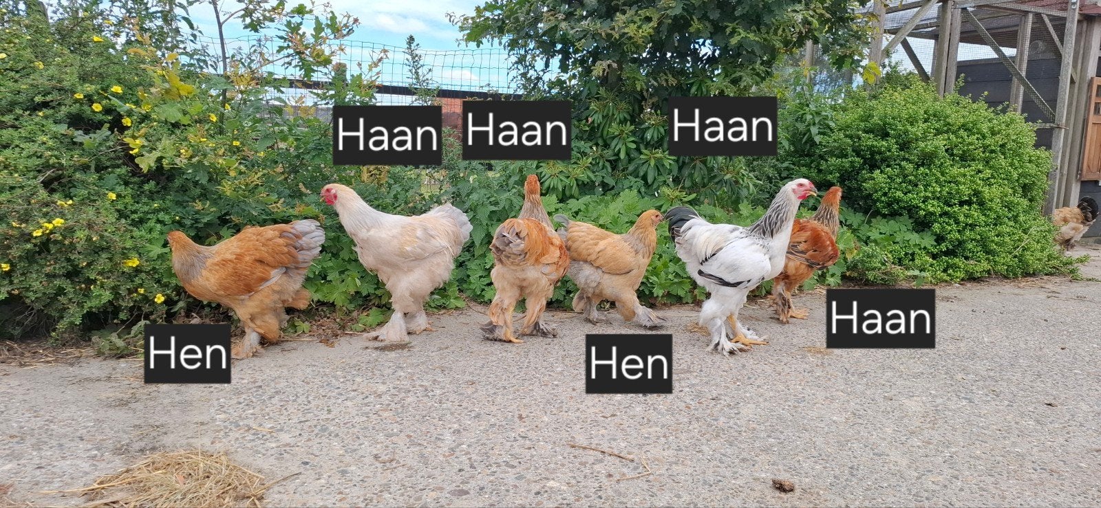 Jonge Brahma hanen (25 feb. 2026), Geslacht onbekend, Kip