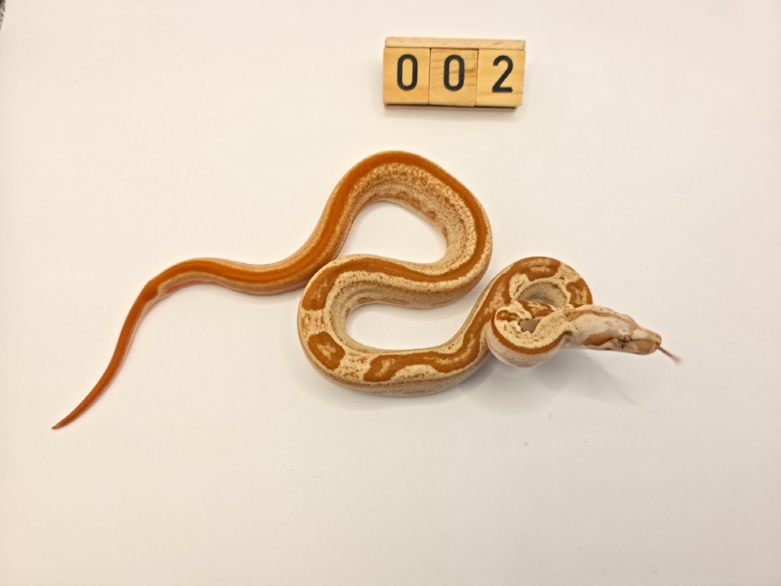 Boa Imperator VPI Sunglow - Sunglow Motley - 66% leopard, Slang, 0 tot 2 jaar