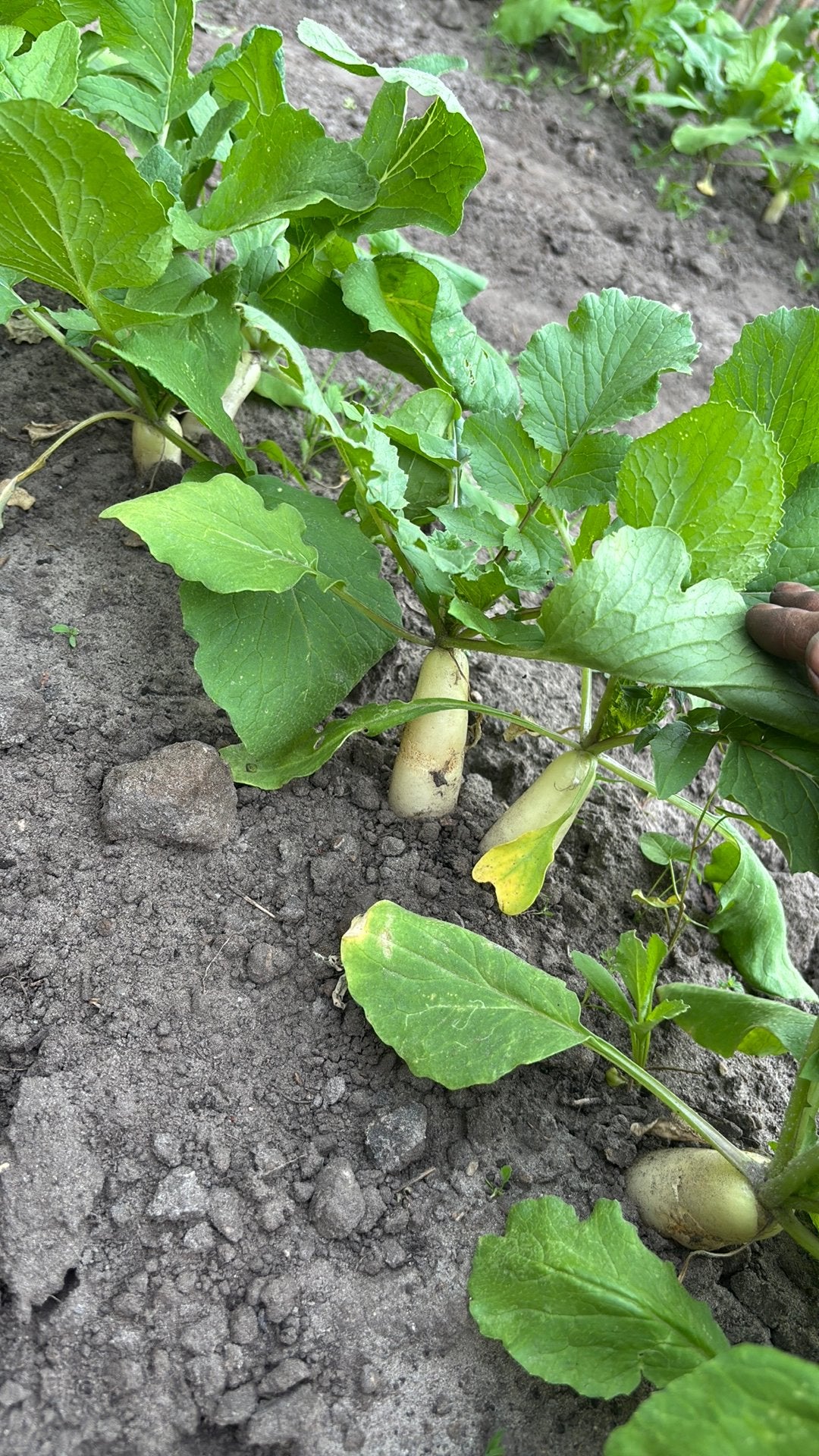 Gratis radijsjes oogsten, Tuin en Terras, Planten | Fruitbomen, Ophalen, Minder dan 100 cm, Appelboom, Lente