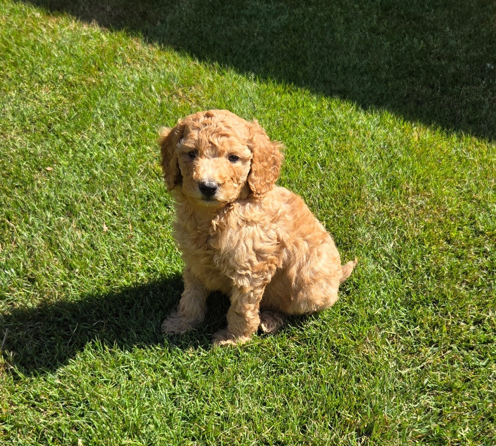 labradoodle pups kleine maat F3 blond en abrikoos, Parvo, Overige rassen, 8 tot 15 weken, Meerdere