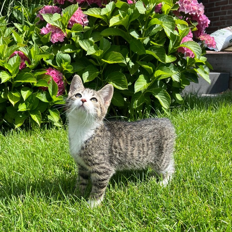 Cyperse Kitten, Dieren en Toebehoren, Kater, Kortharig, 0 tot 2 jaar