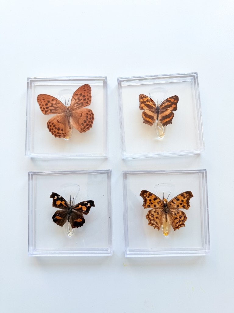 Vlinder in Acryl, Ophalen of Verzenden, Nieuw, Insect, Opgezet dier