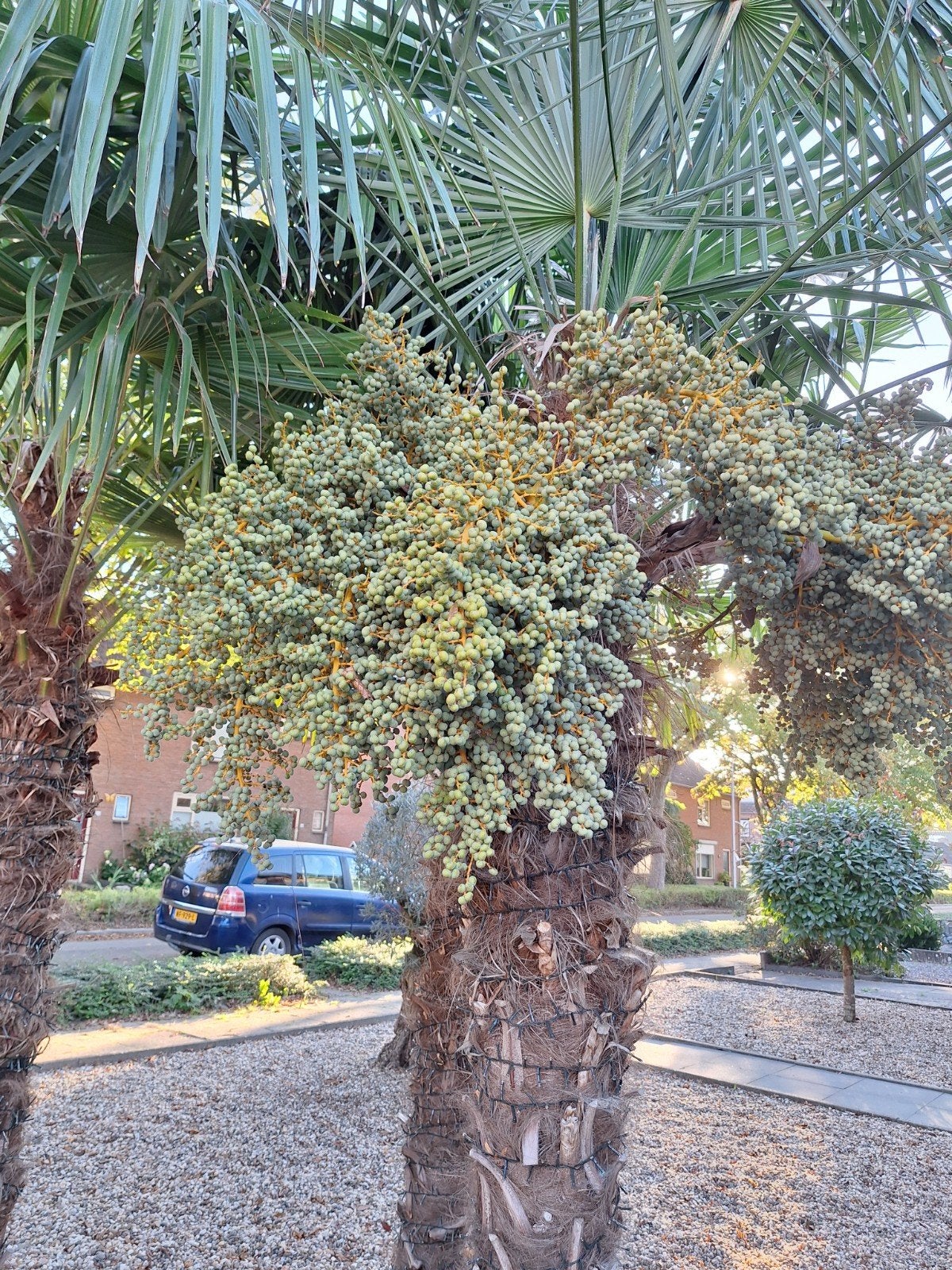 Trachycarpus Fortunei zaden - Chinese waaierpalm, Volle zon, Vaste plant, Lente, Ophalen