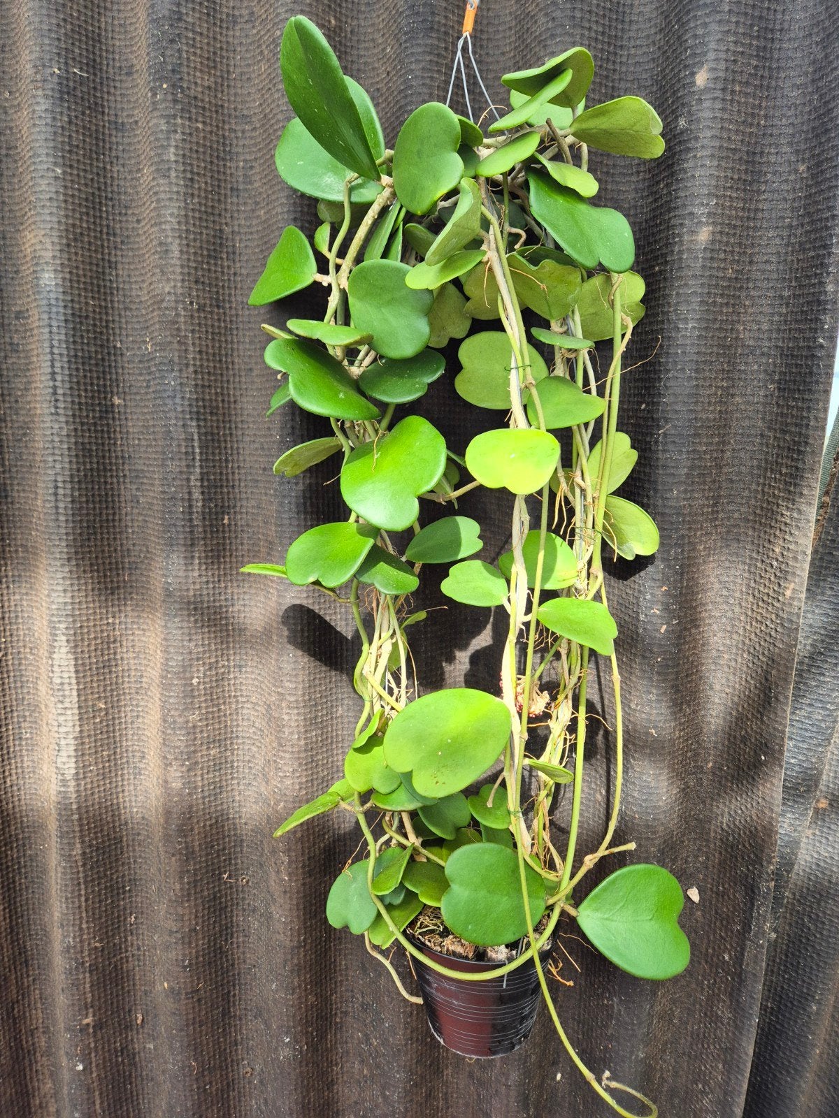 Hoya Kerrii XXL (3)