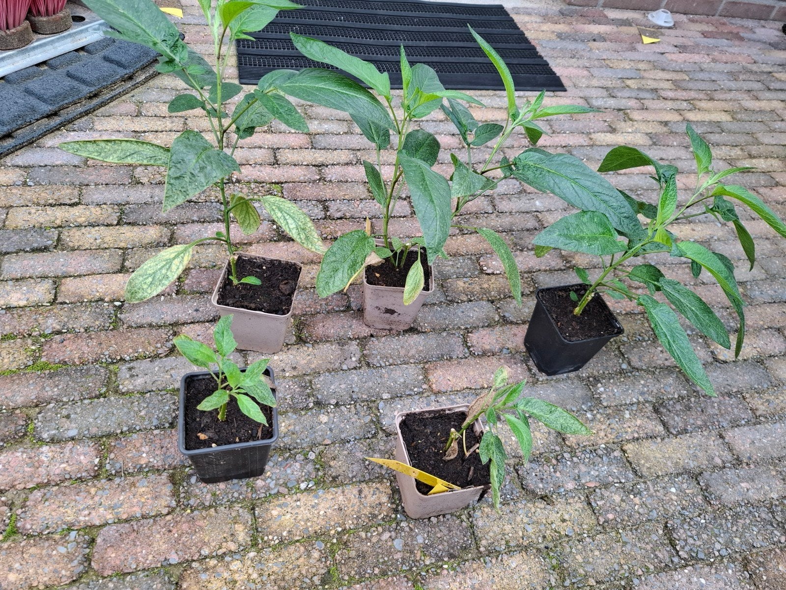 stekjes   , Meloen peer, Vaste plant, Halfschaduw, Zomer, Ophalen