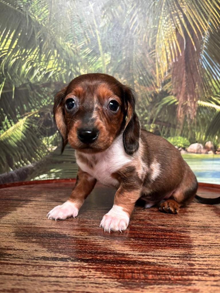 Te koop mooie piebalt teckel pup pups dwergteckelpuppy, Dieren en Toebehoren, Honden | Teckels en Dashonden, Meerdere dieren, Korthaar