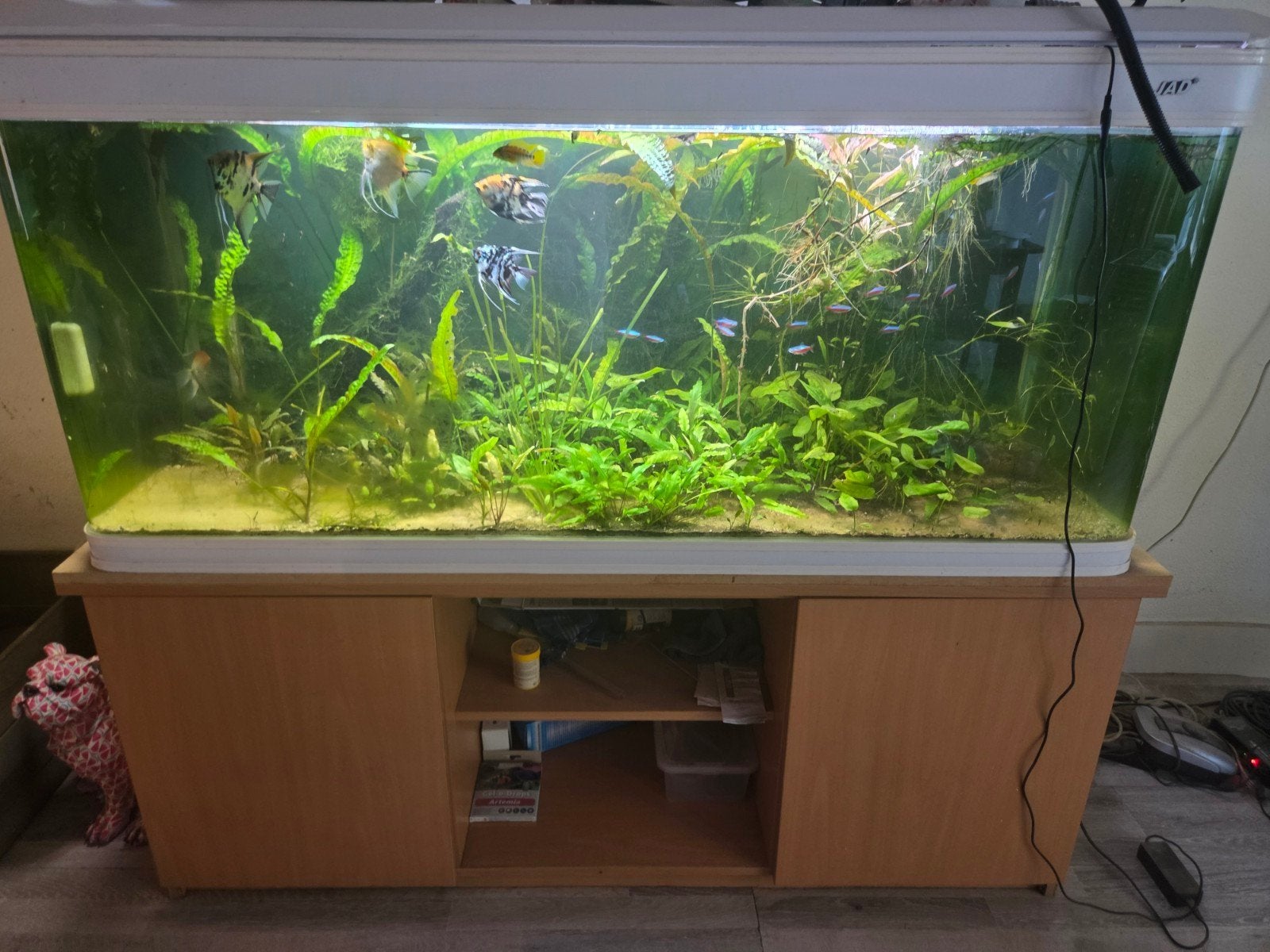 Aquarium, Ophalen, Inclusief toebehoren, Zo goed als nieuw, Gevuld zoetwateraquarium