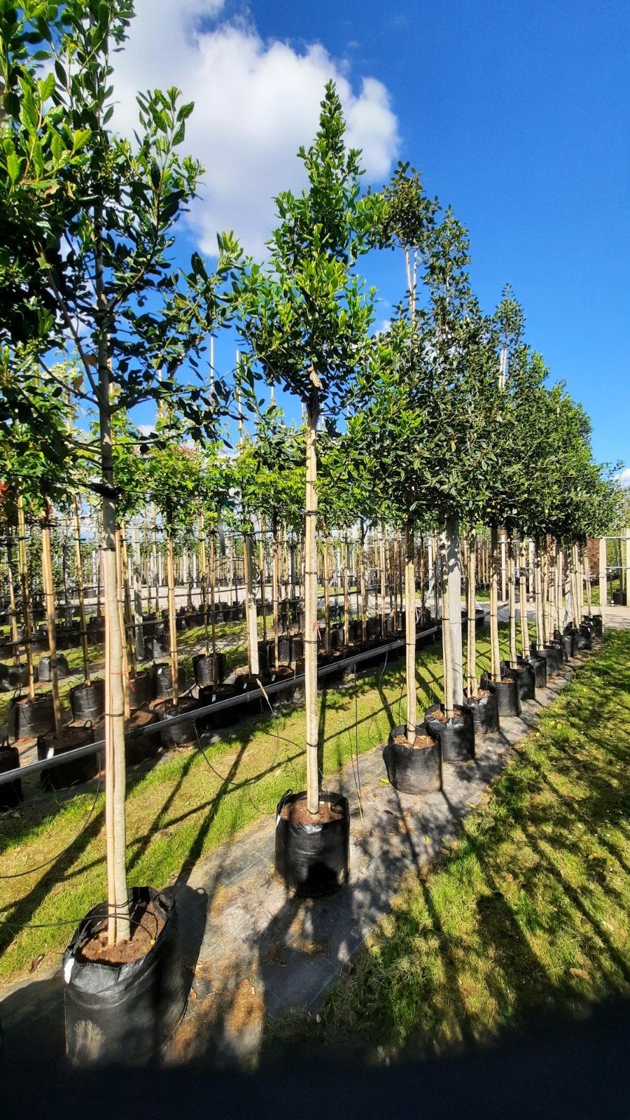Nellie Stevens'🌿 amerikaanse hulst 'groenblijvend'🌲, Ophalen, Halfschaduw, Overige soorten